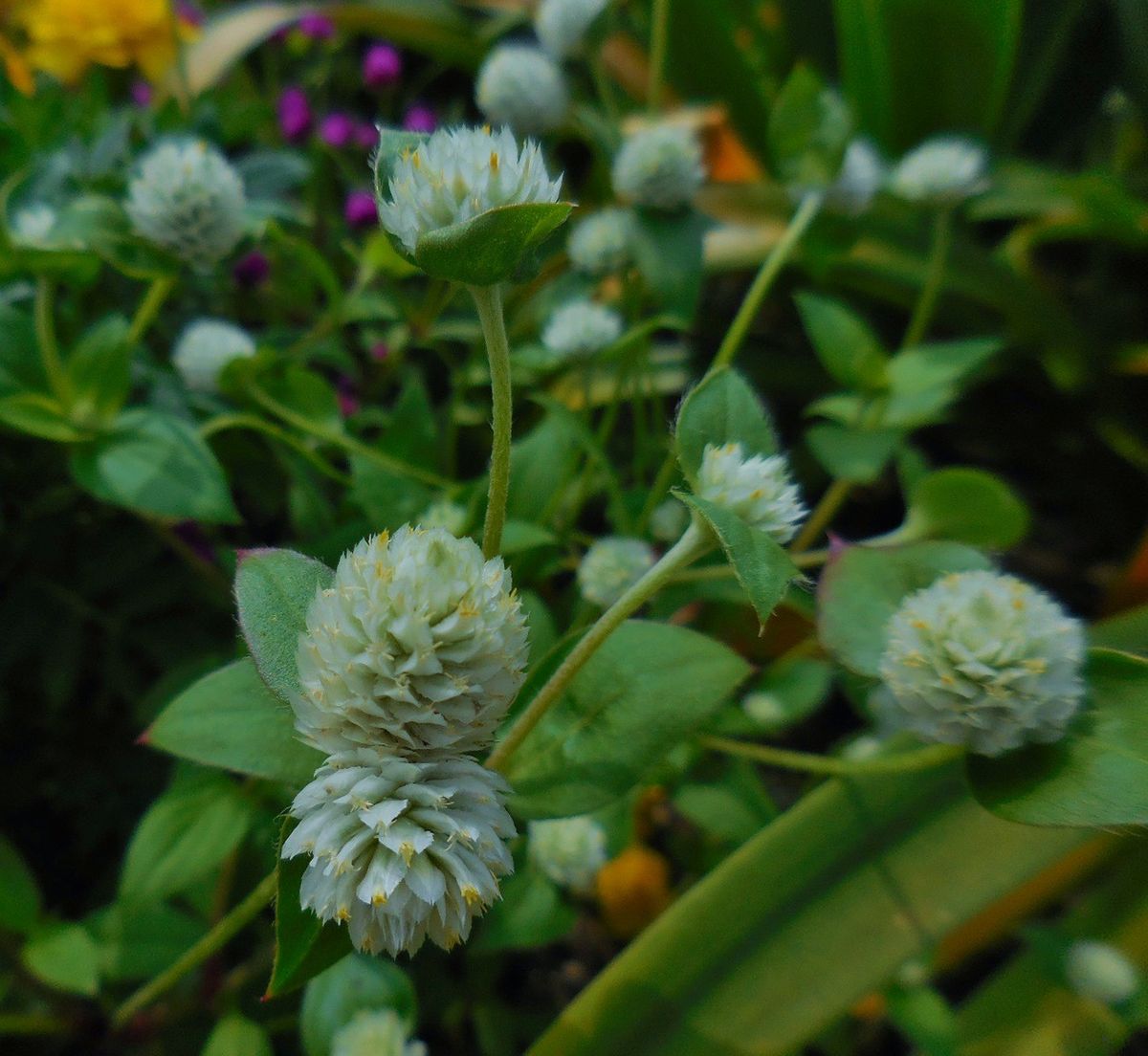 今朝の菜園