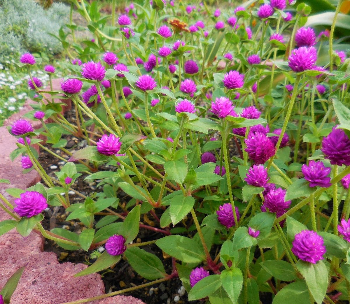 今朝の菜園