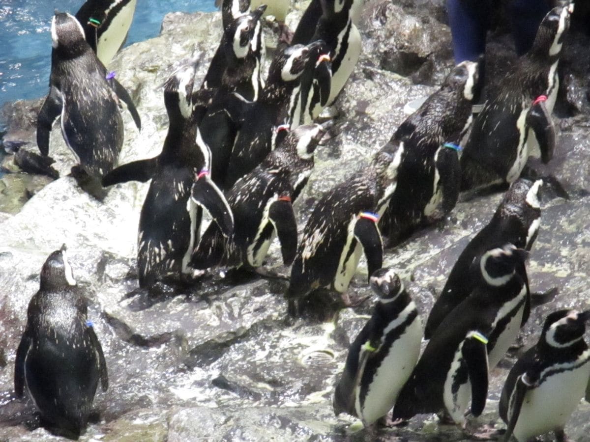 すみだ水族館へ…。