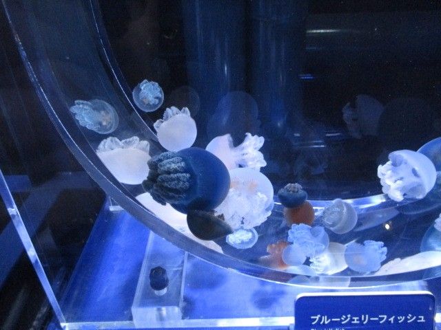 すみだ水族館Part.2