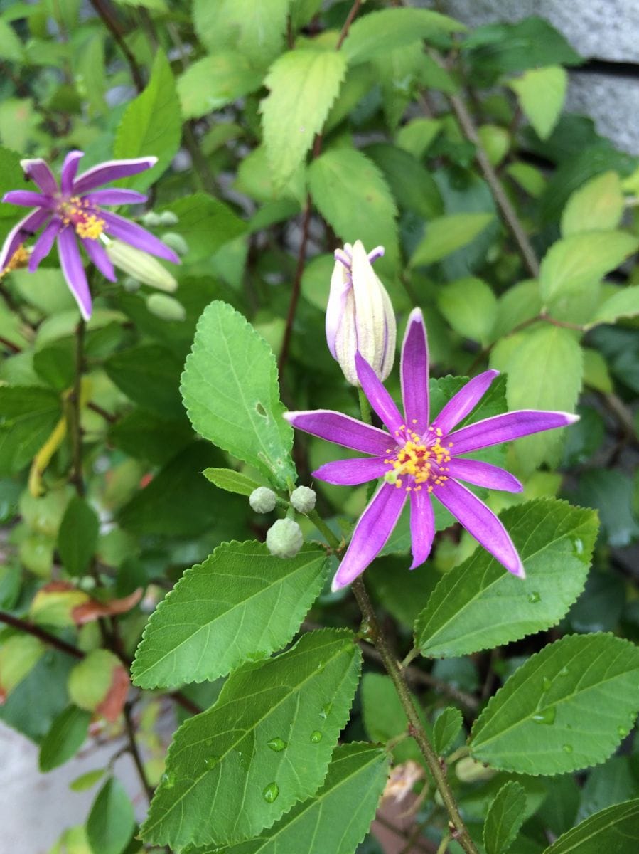 花木は長く楽しめます