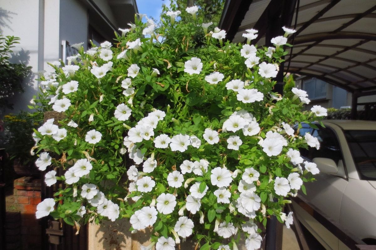 鉢植えの花あれこれ