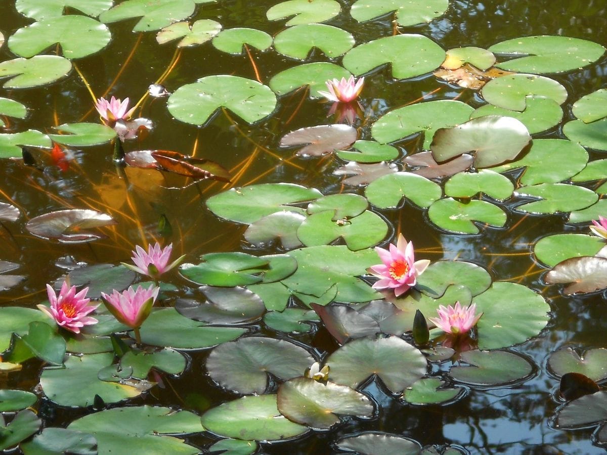 赤崎山森林公園