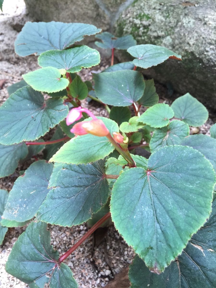 今日の花