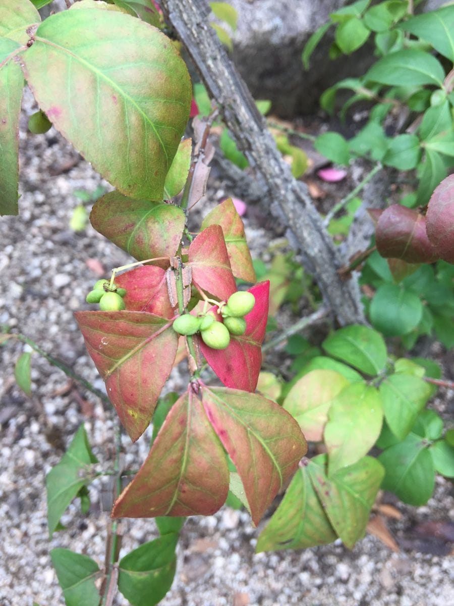 今日の花