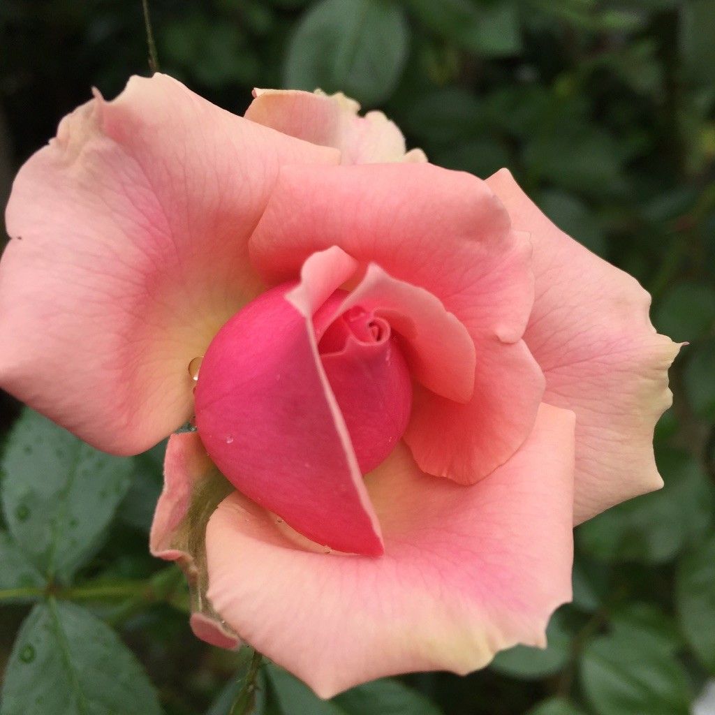 花びらが開く様子が美しいバラ♡♡♡