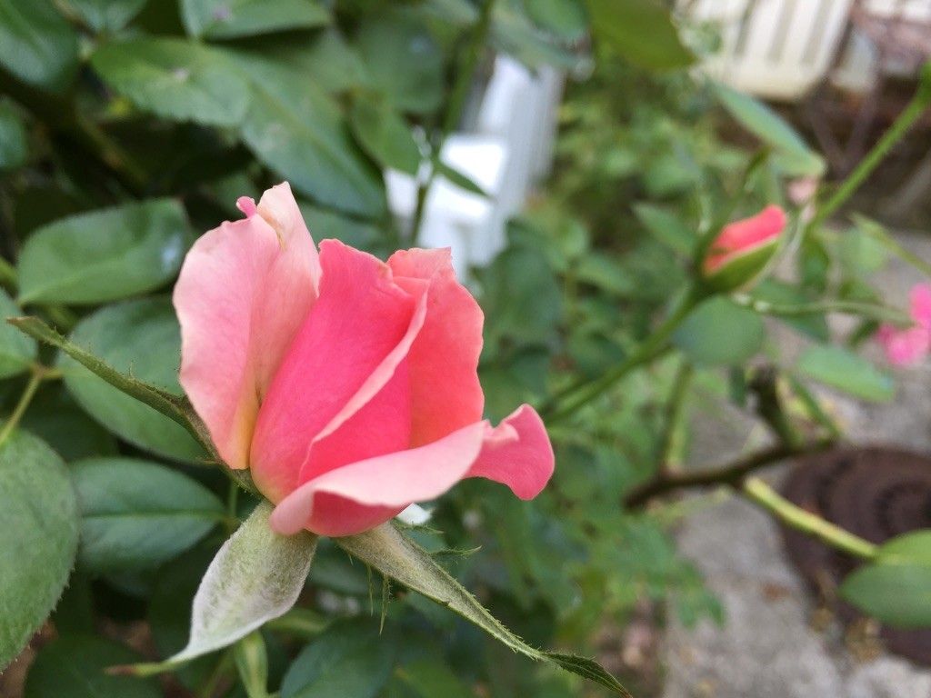 花びらが開く様子が美しいバラ♡♡♡