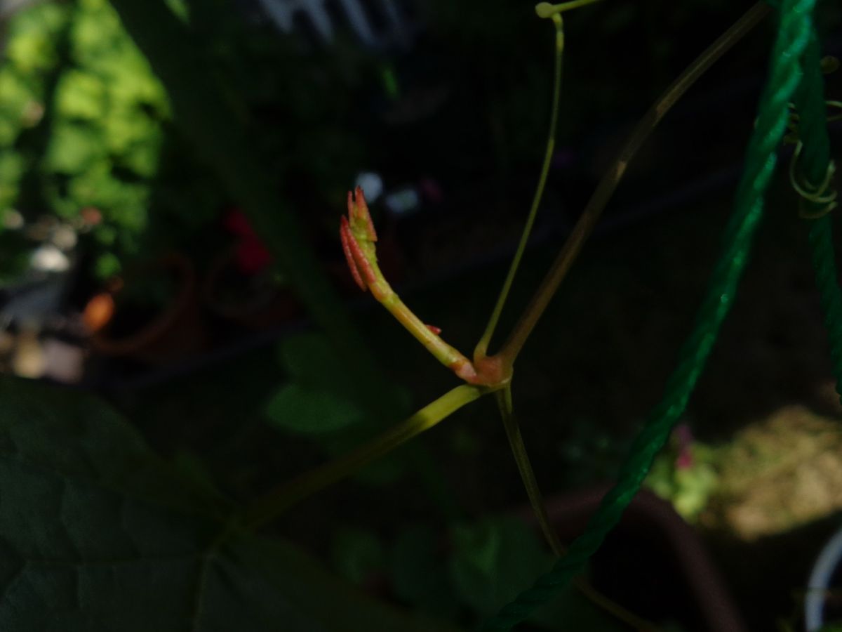 アサヒカズラに花芽が出来たのかな？