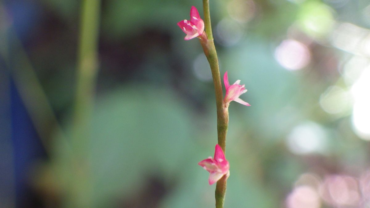 水引の花