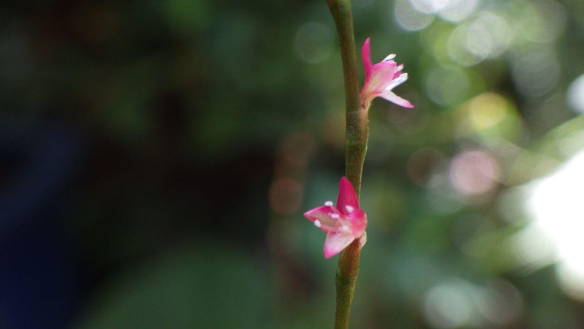 水引の花