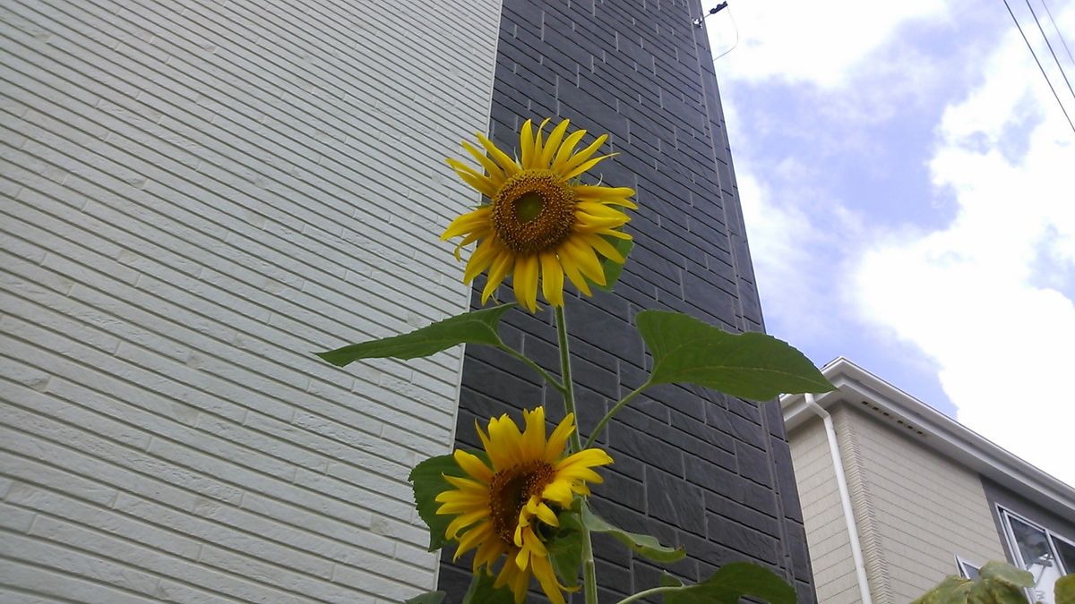 種から花へ☆