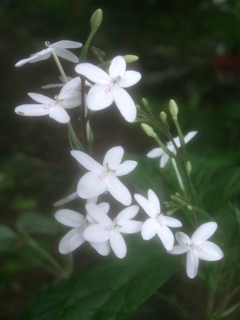 可愛い花の厄介もの[i:208]