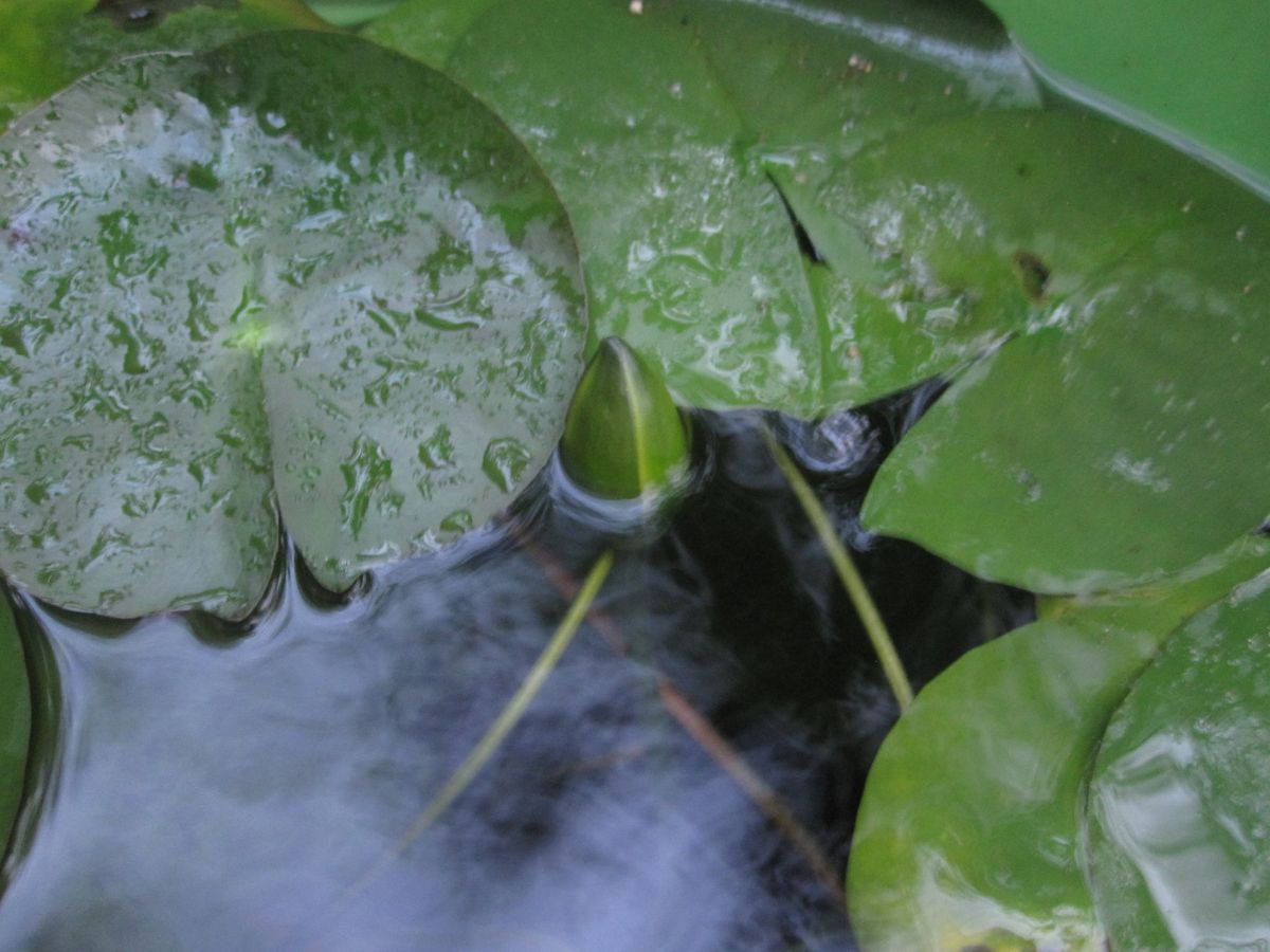 睡蓮・朝顔タワー