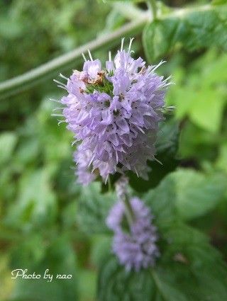 ～夏の旱にも負けぬ～