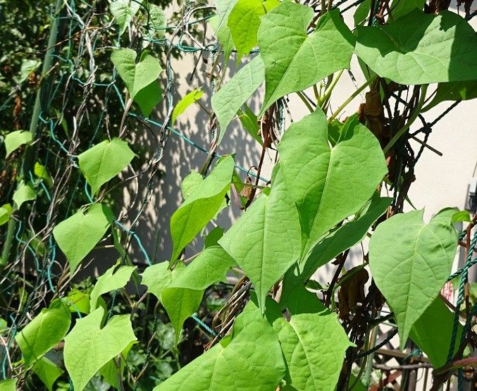 雑草と哺乳類と、虫と、は虫類の話