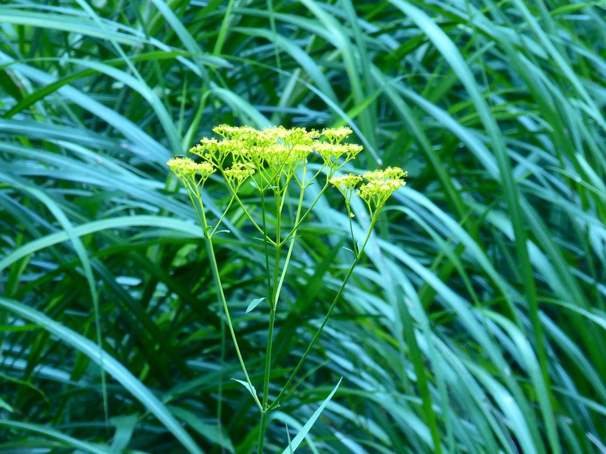 神戸市立森林植物園親子バードウオッチング