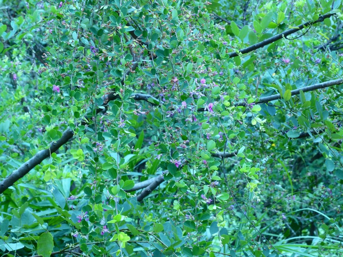 神戸市立森林植物園親子バードウオッチング