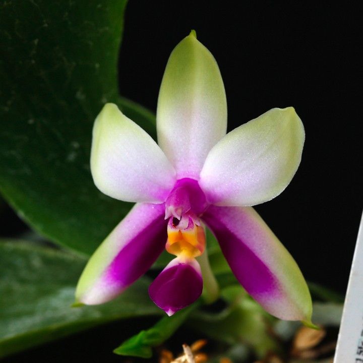 Phal. violacea