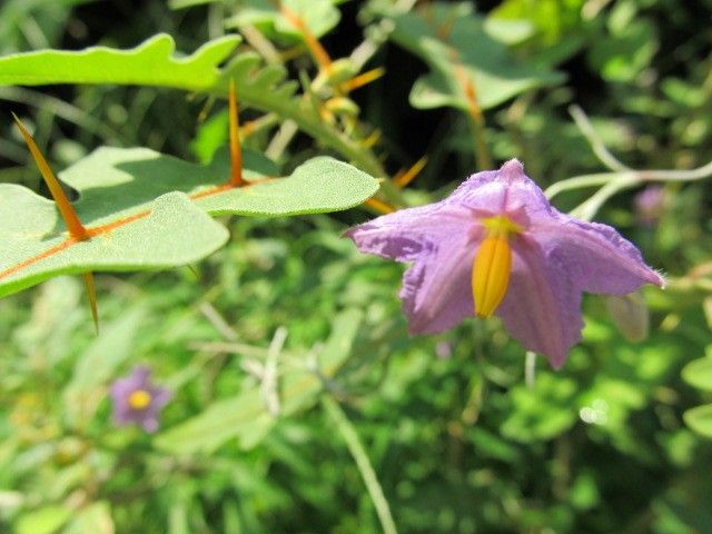 マダガスカルの植物。咲くやこの花館。