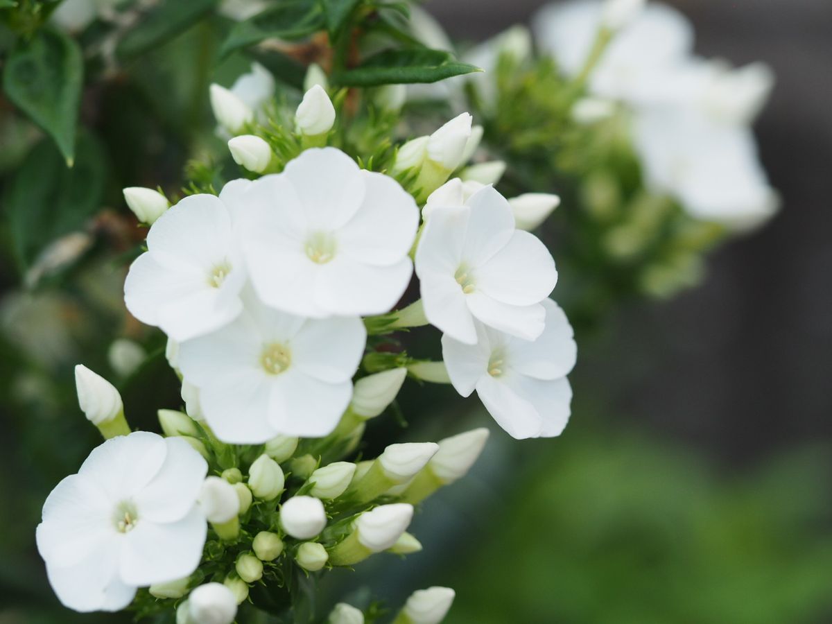 寄せ植えで一息