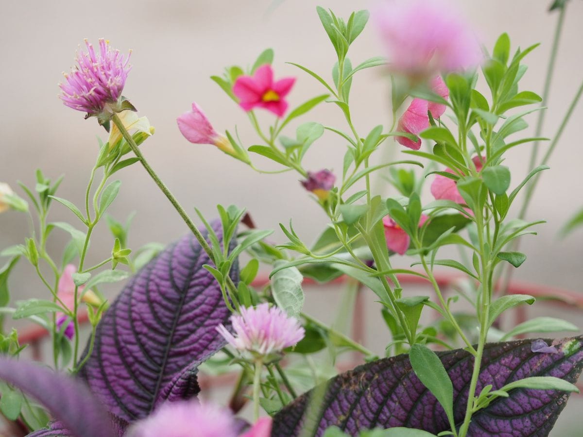 寄せ植えで一息