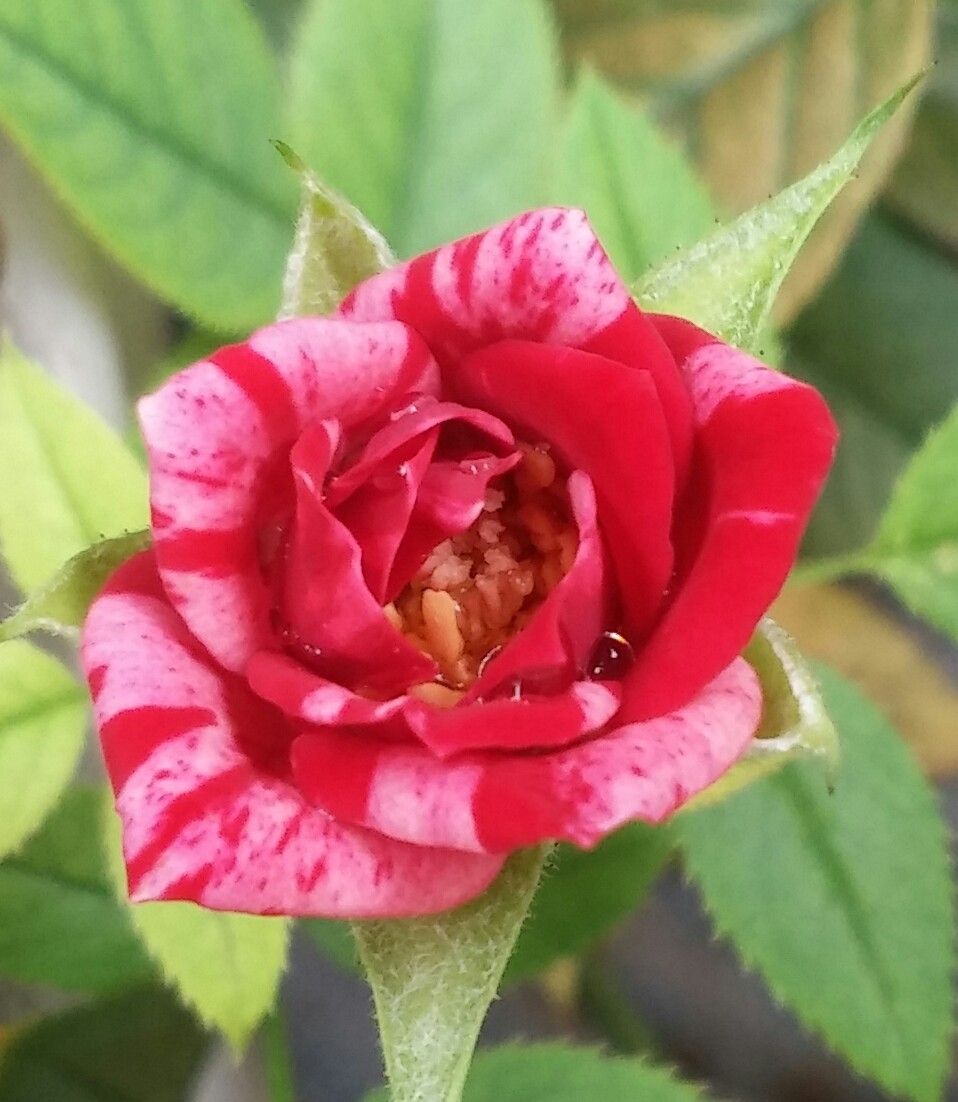 あぁ～雨☔