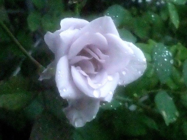 雨に濡れた今朝のバラ②