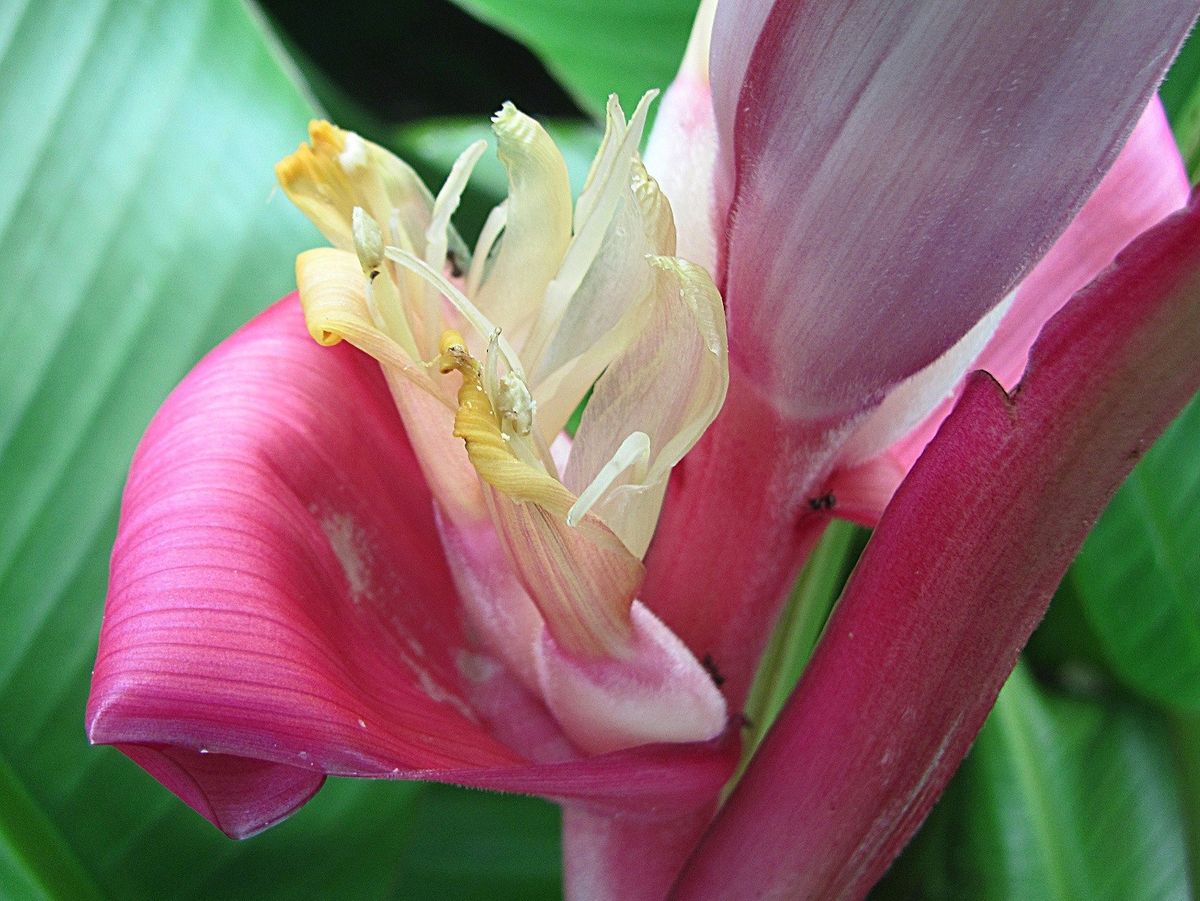 バナナの花が咲きだして