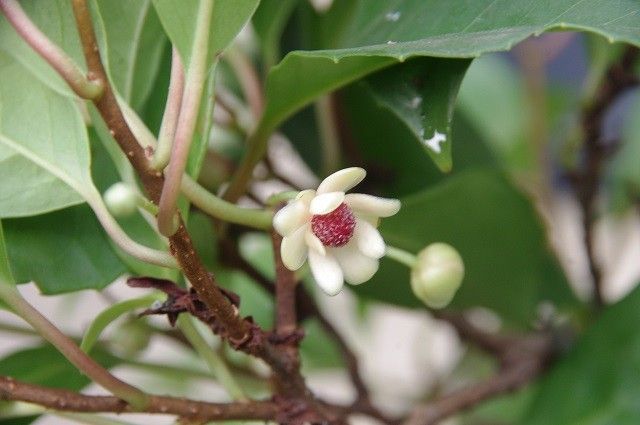 待ちに待ったビナンカズラの花