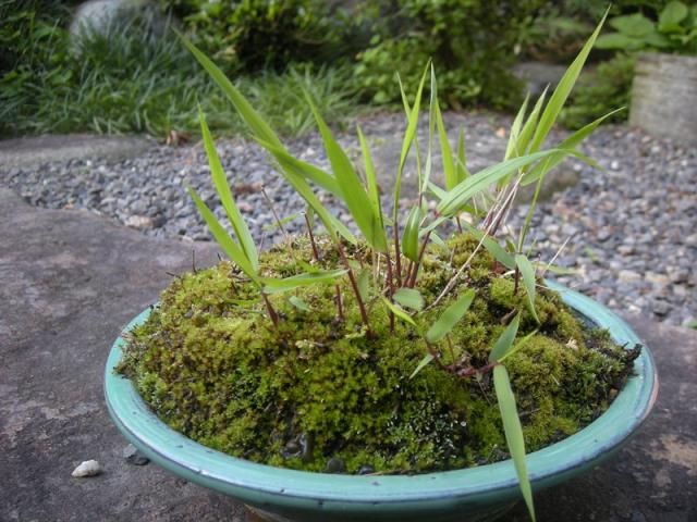 植物の名前を教えてください（風知草）