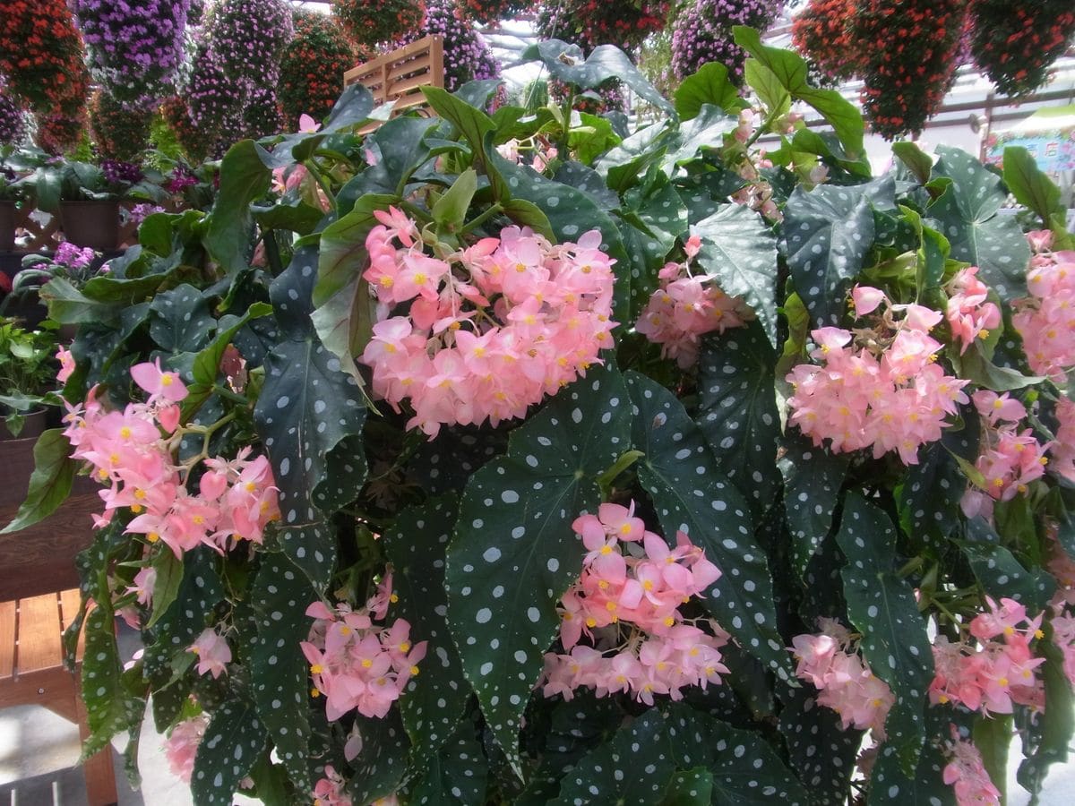 掛川花鳥園　お花編