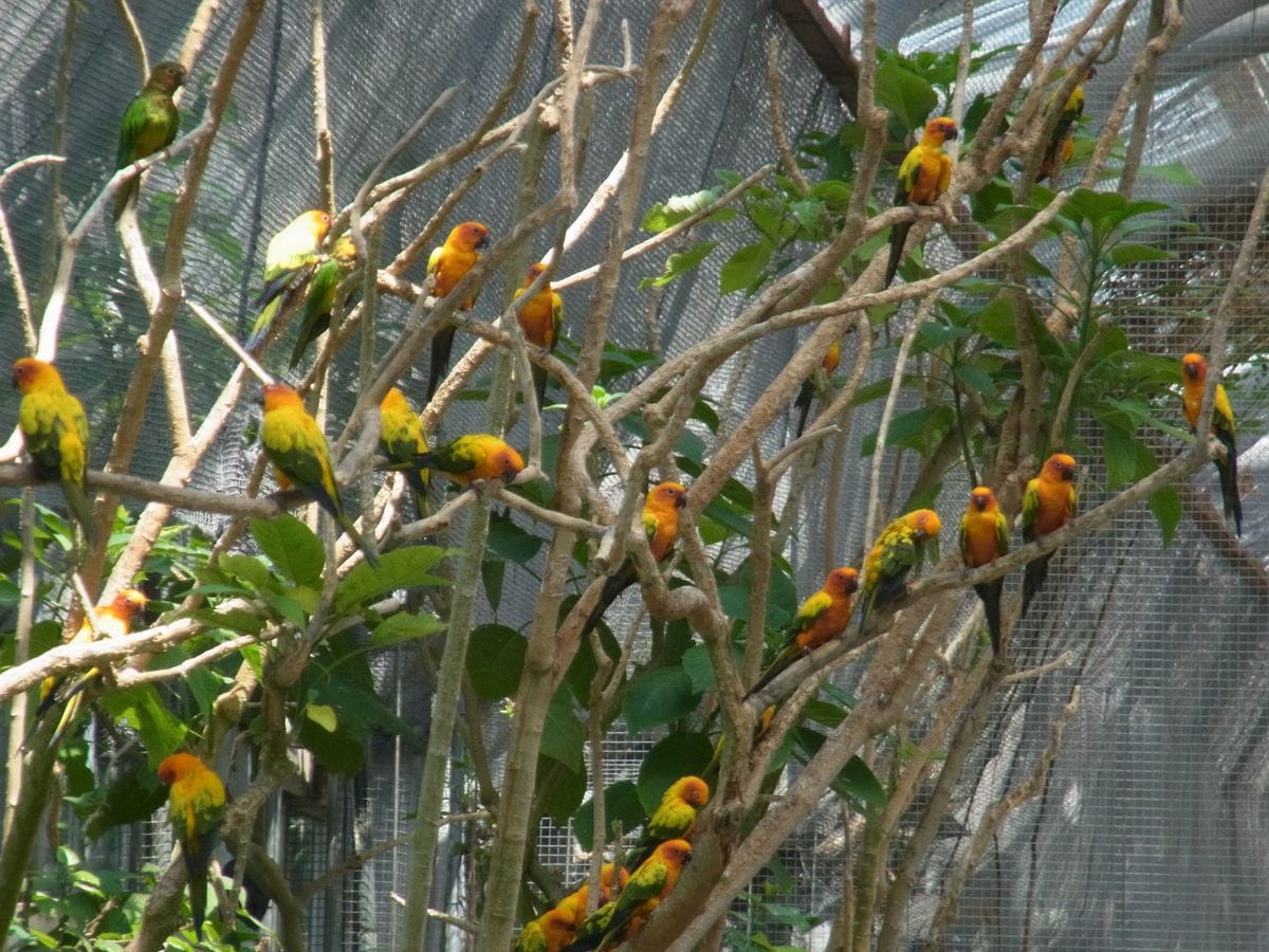 掛川花鳥園　鳥編