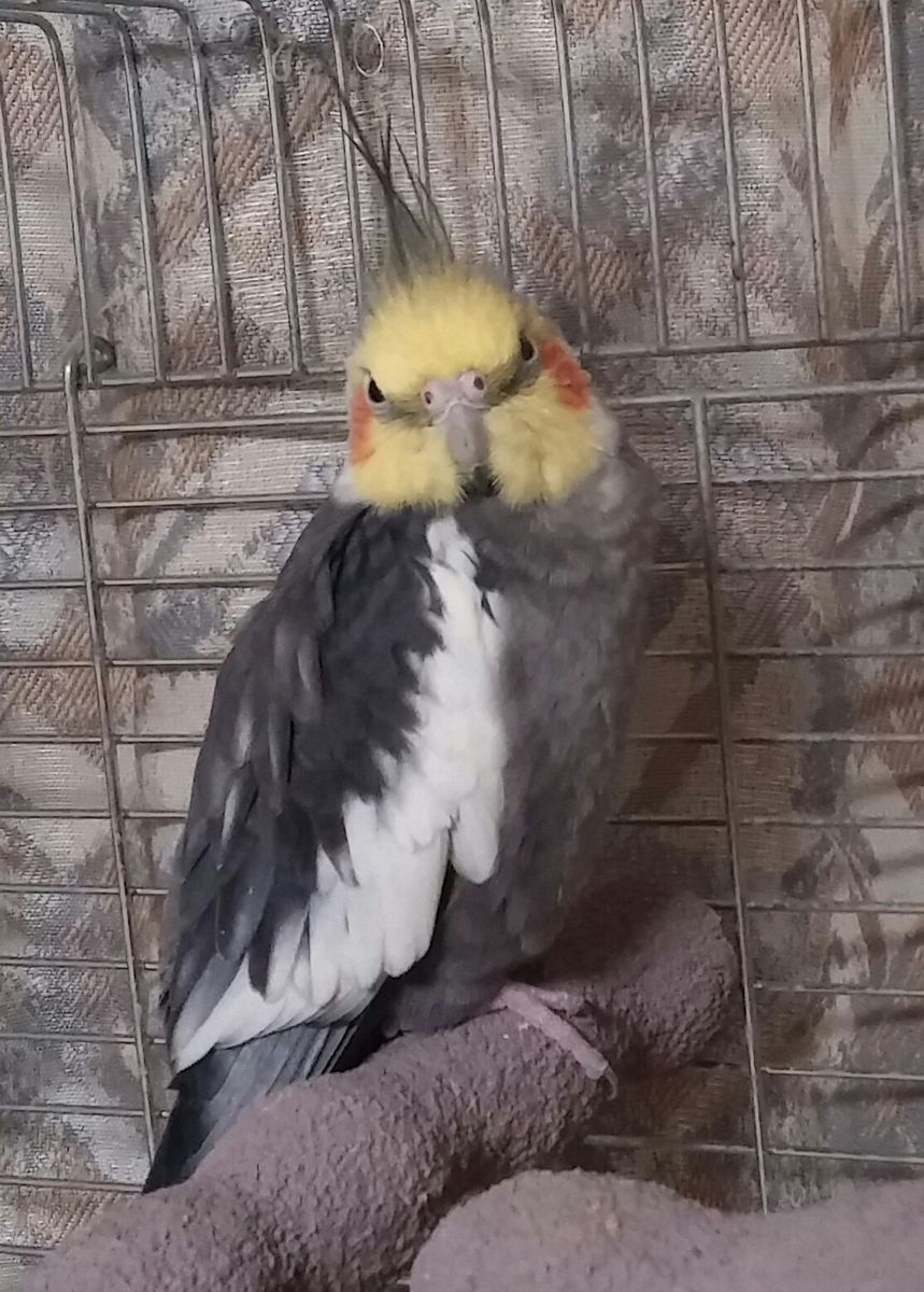 🌹の終焉に…ももちゃん🐤曰く