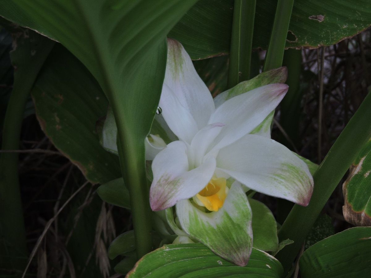 教えて花の名前