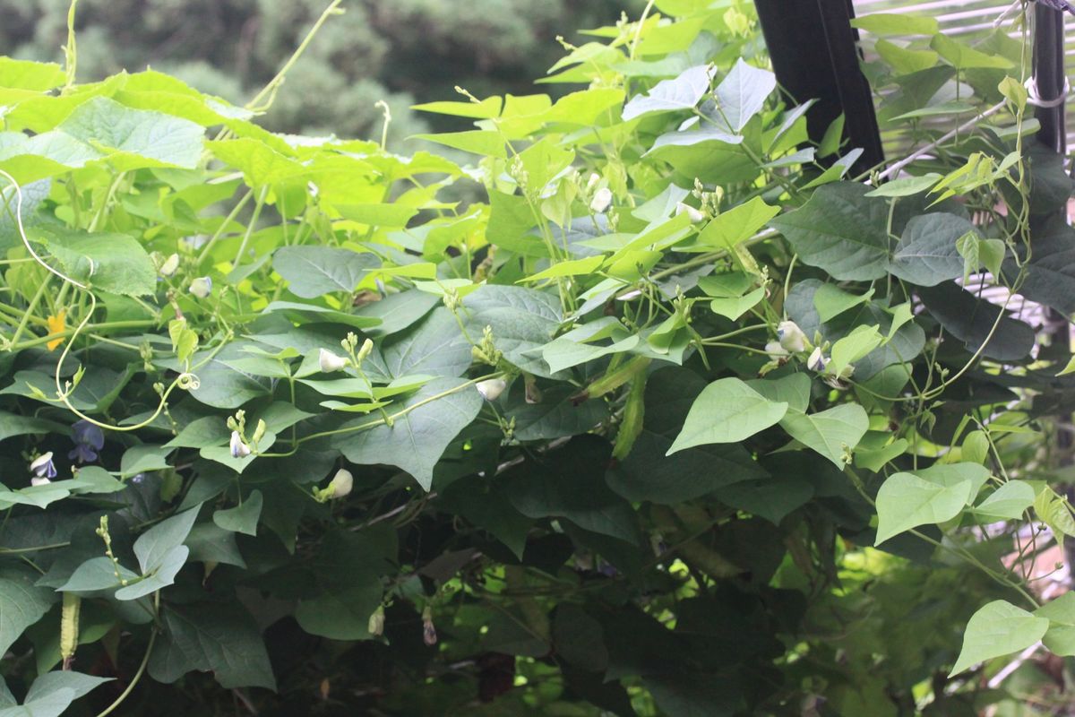 GW明けに植えたﾄﾏﾄ苗９本！