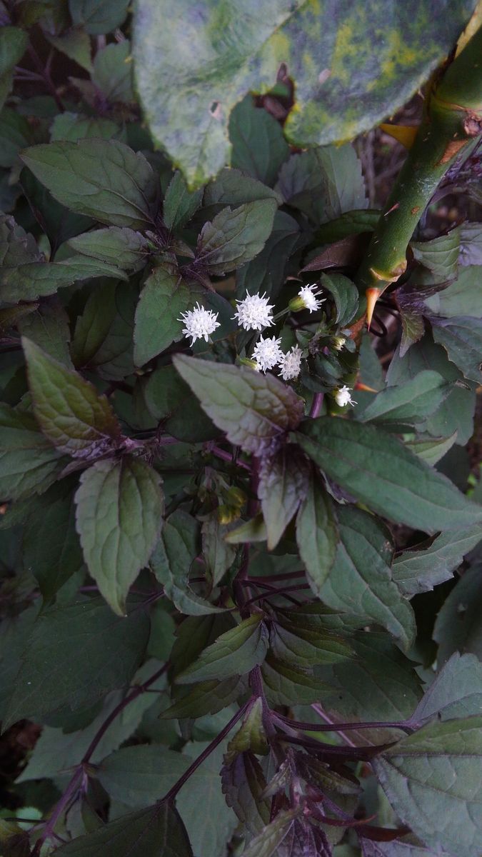 ユーパトリウム　チョコラータの花