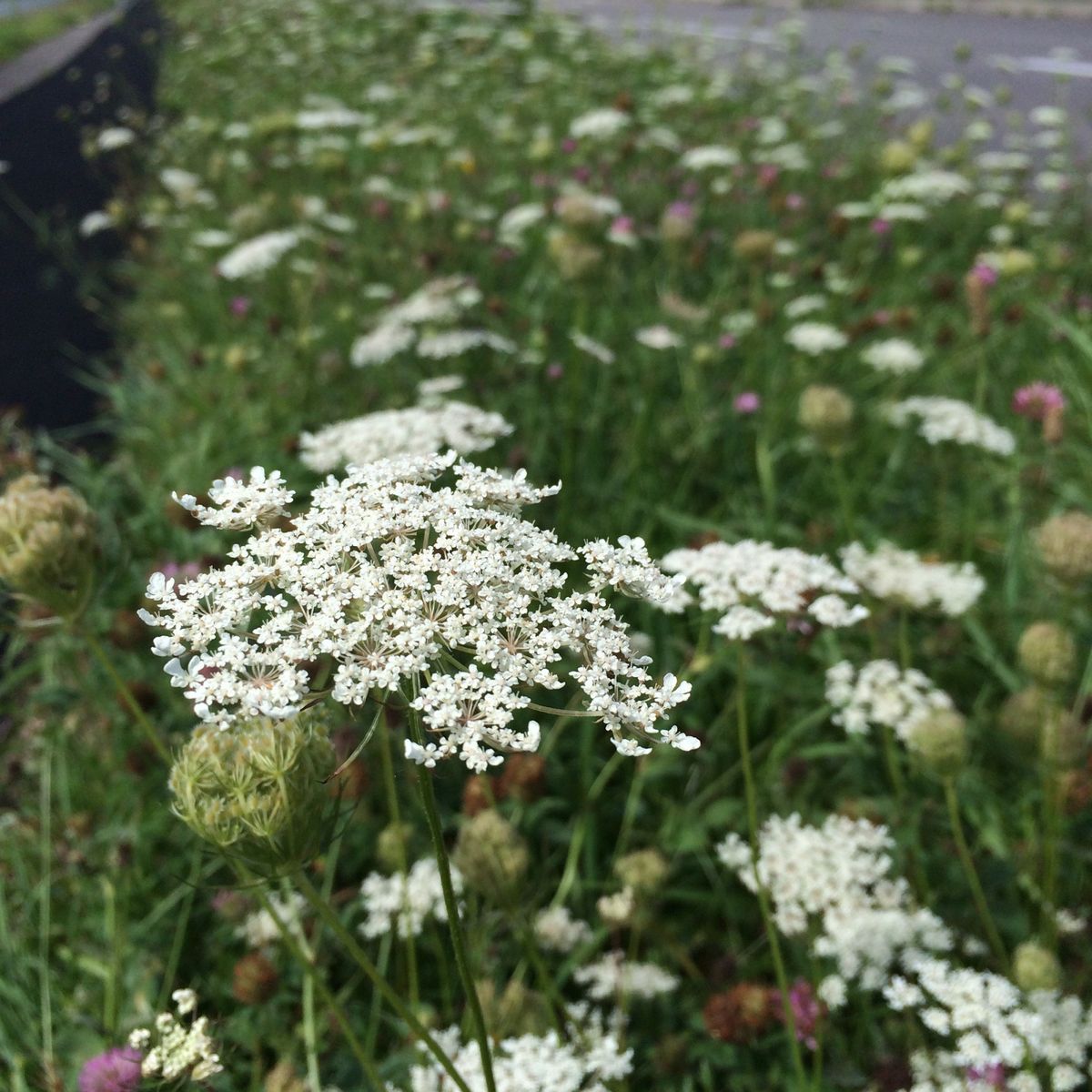北海道は夏から白い花が群生します 園芸日記by Mika みんなの趣味の園芸