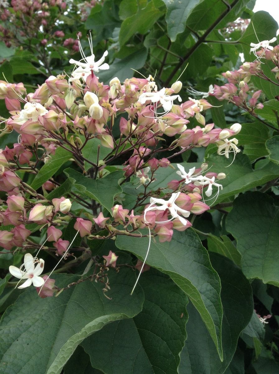 この花ナーニ？   クサギです。