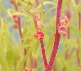 コキアのお花～！？(*^^*)ﾐﾂｹﾀ～♪