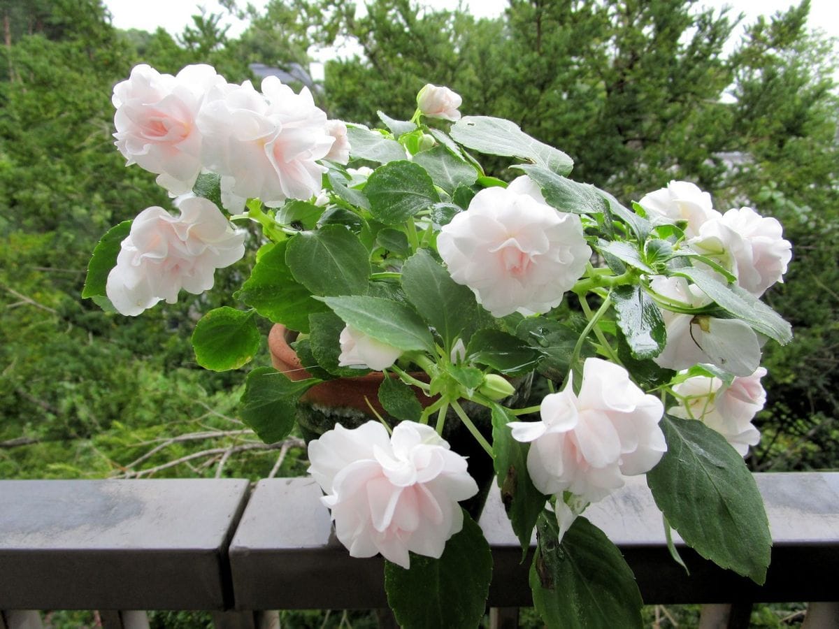 植え替え成功…かな？