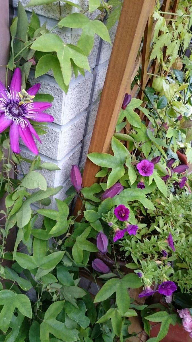 夏の終わりの花火大会