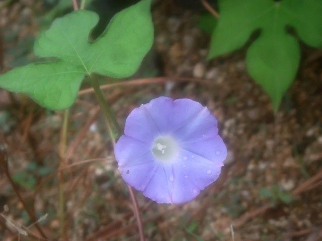 変化朝顔、野生の朝顔、江戸菊