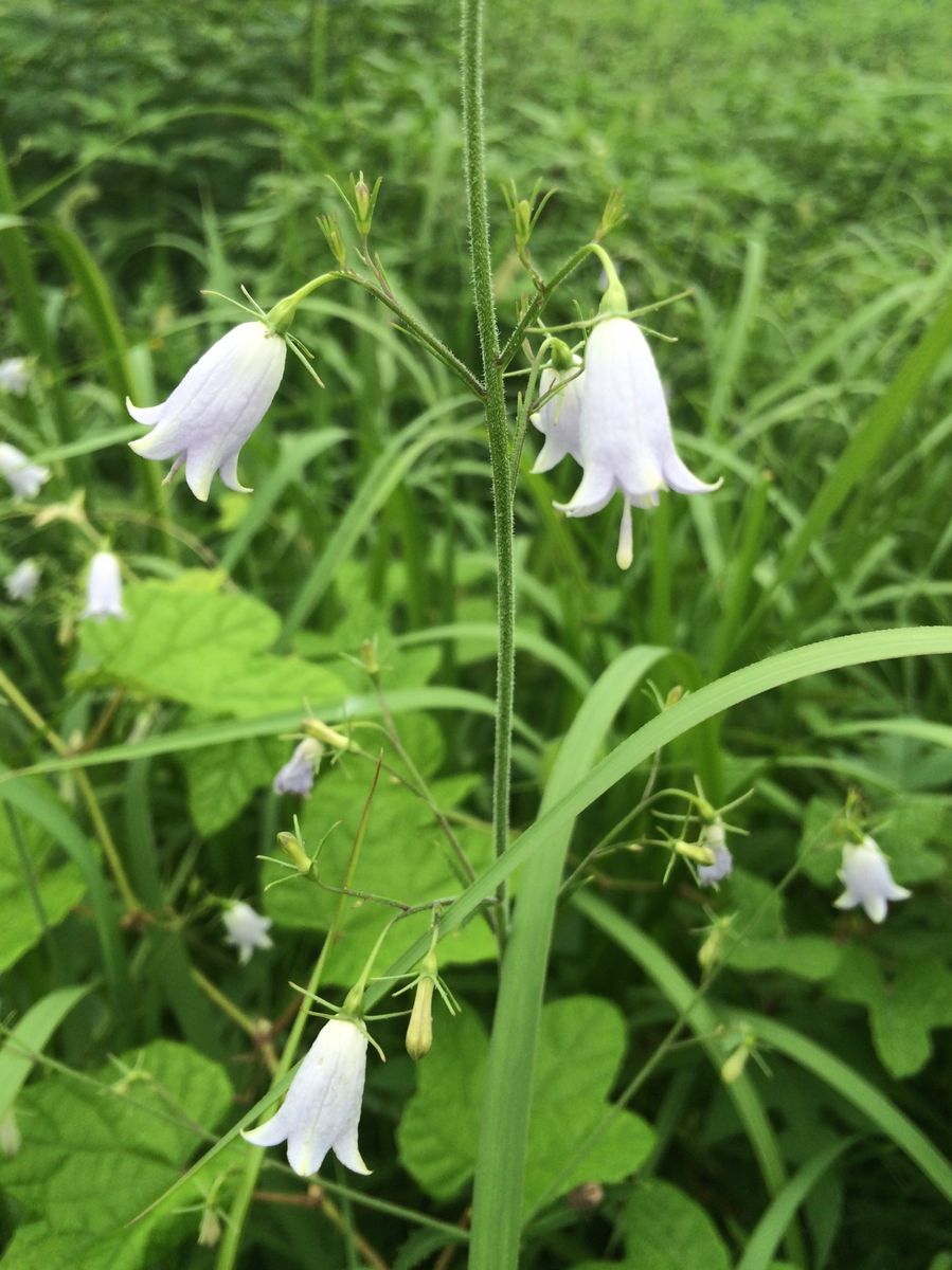 川沿いの植物