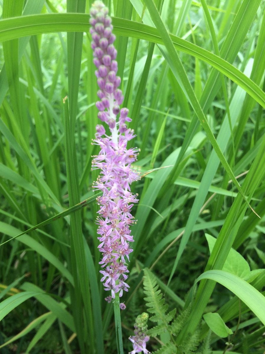 川沿いの植物