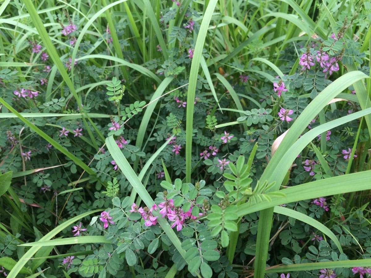 続・川沿いの植物