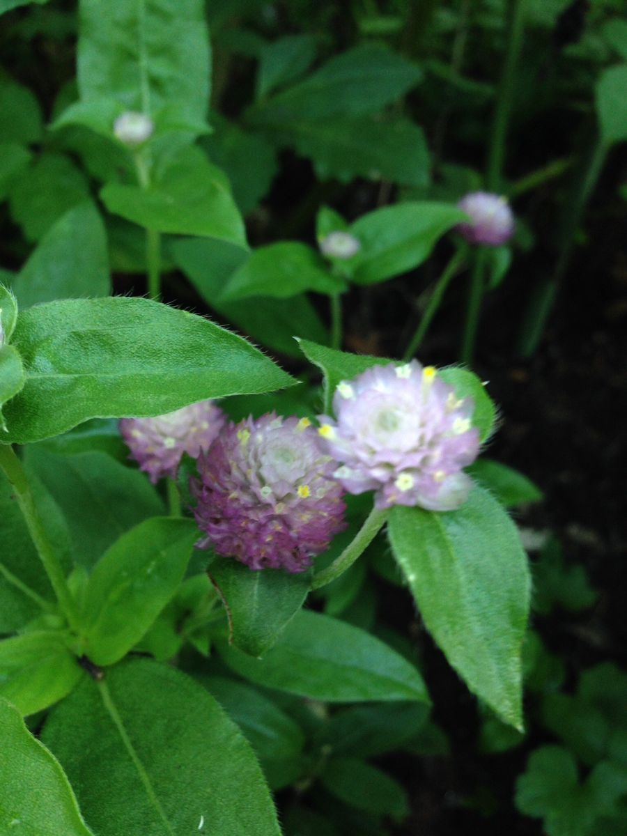 ニュアンスカラーなお花