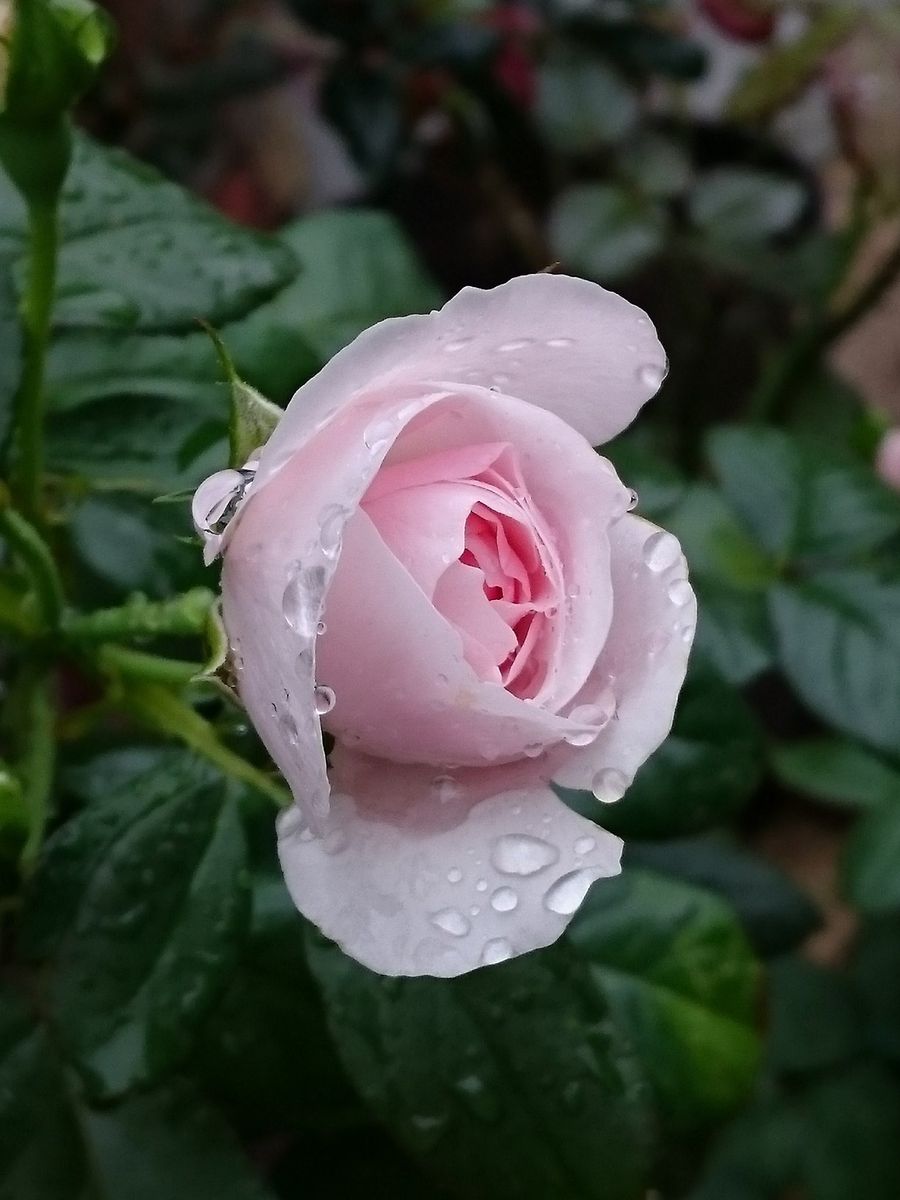 ハンスゲーネバイン🌹