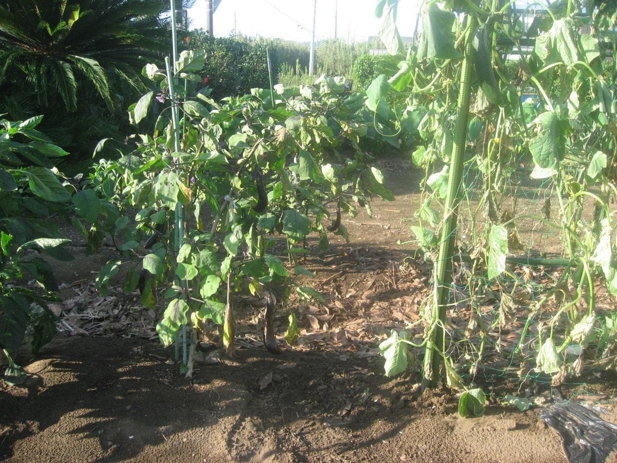 野菜の状況