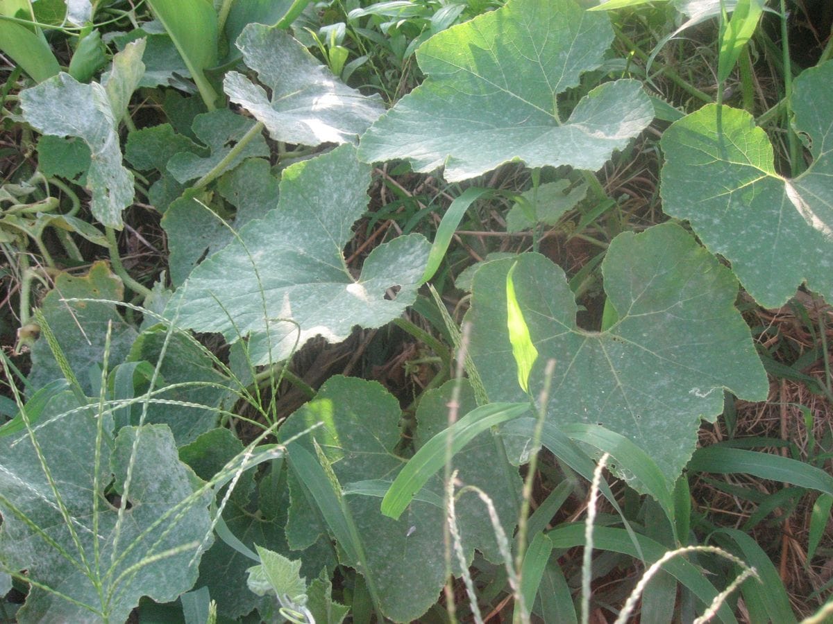 野菜の状況