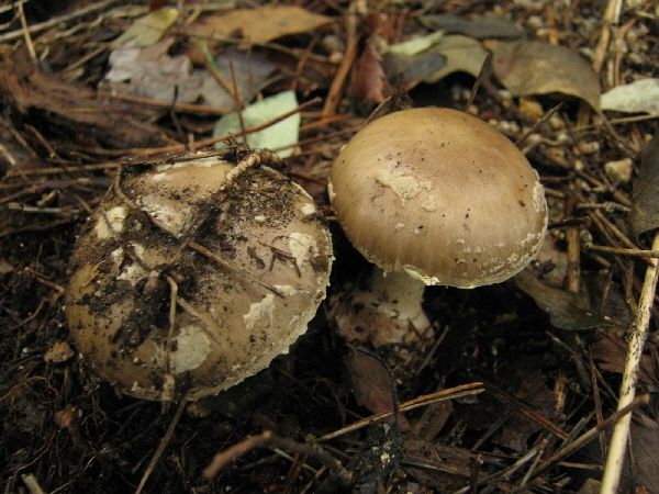 鉢植えにキノコが生える･･･。